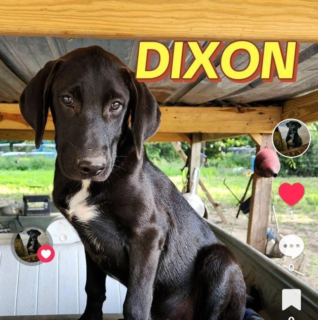 Dixon