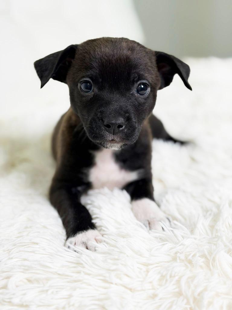 Cookie Litter Shortbread