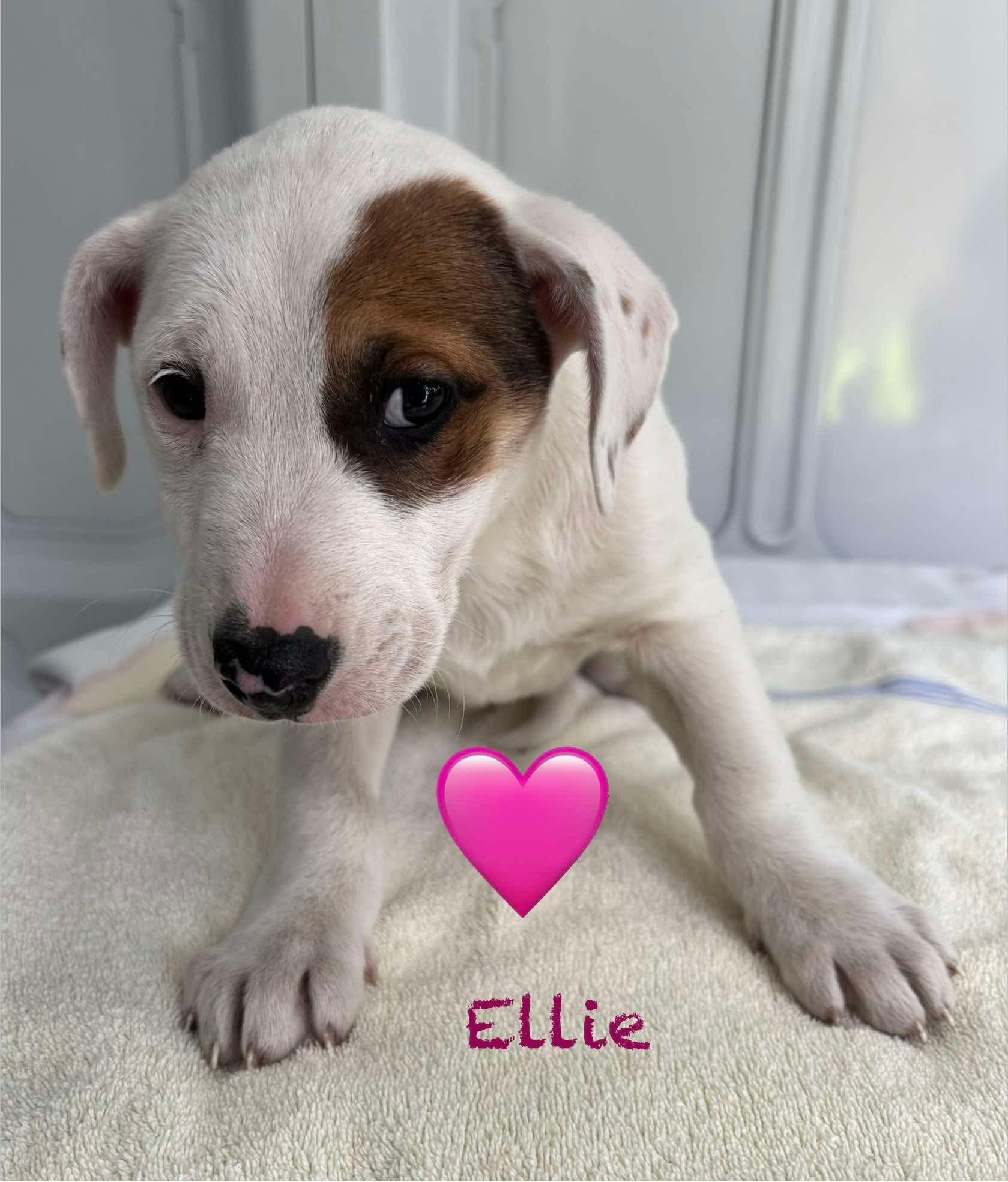 Ellie