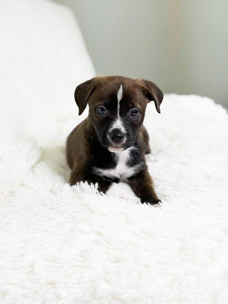 Cookie Litter Ginger