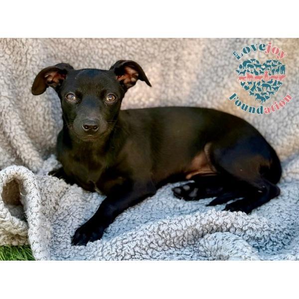 A baby small-sized female Black Chiweenie dog named Dakota for adoption in Inglewood, CA