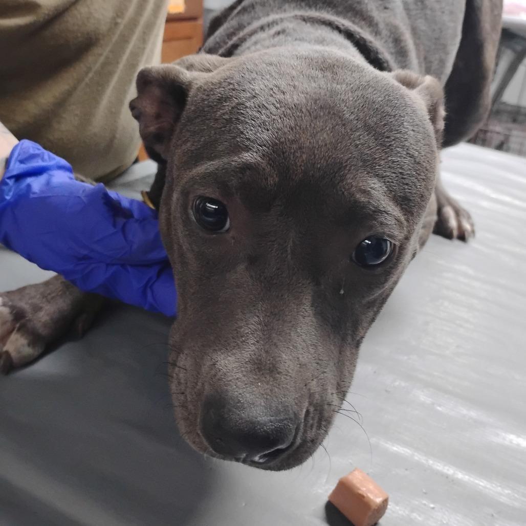 A young medium-sized female Gray / Blue / Silver Mixed Breed dog named Jenna for adoption in Summerville, SC