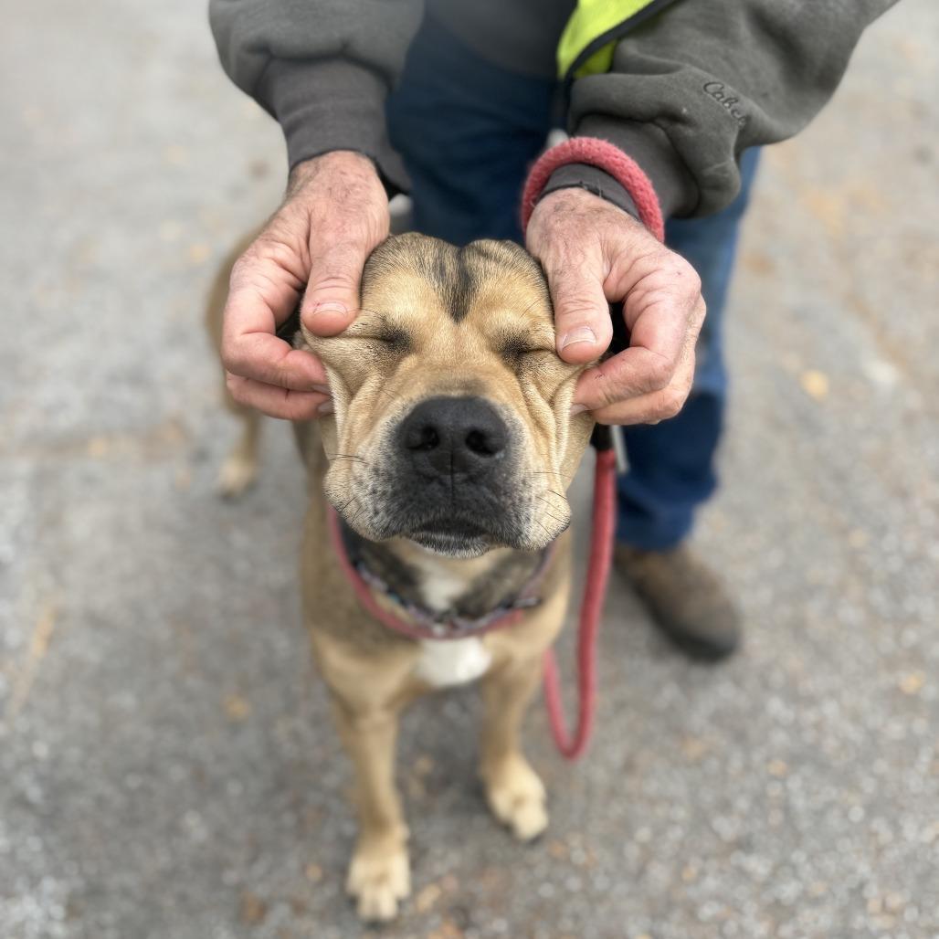 An adult medium-sized male Yellow / Tan / Blond / Fawn Mixed Breed dog named Benee for adoption in Summerville, SC