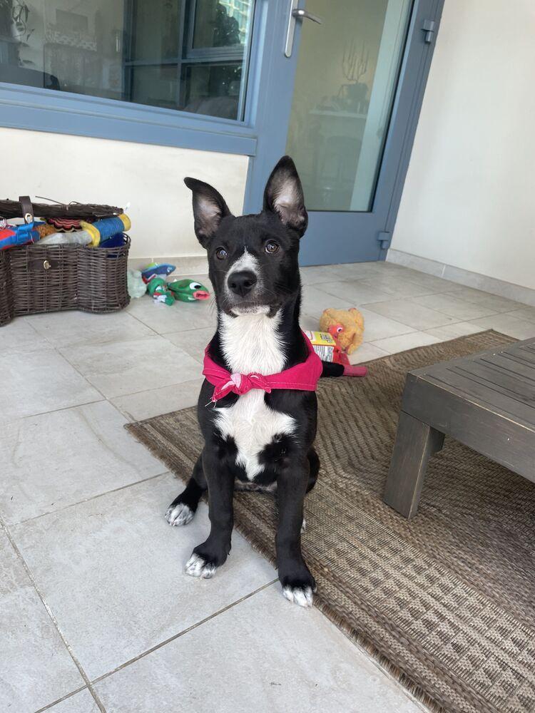 Margarita Pup: Mai Tai