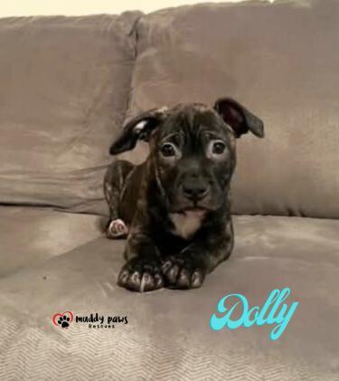 Country Singers Litter: