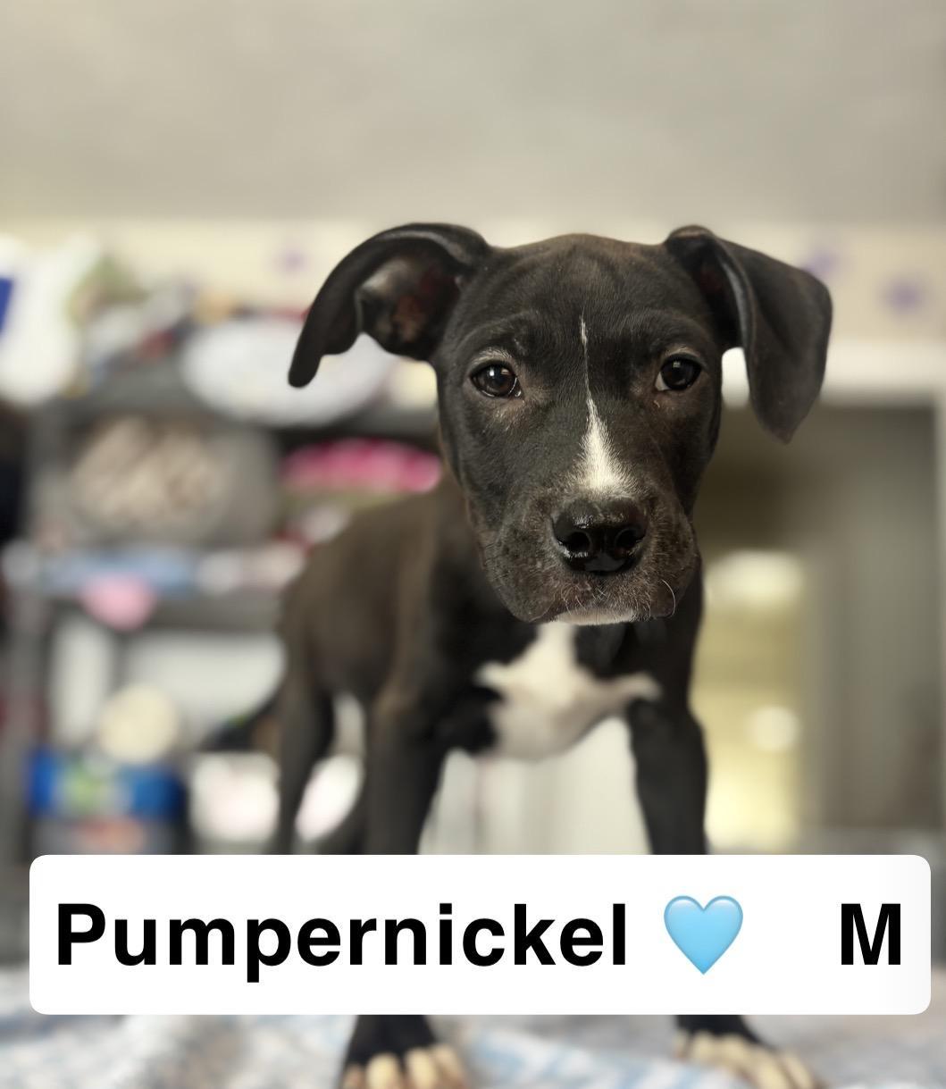 Pumpernickel