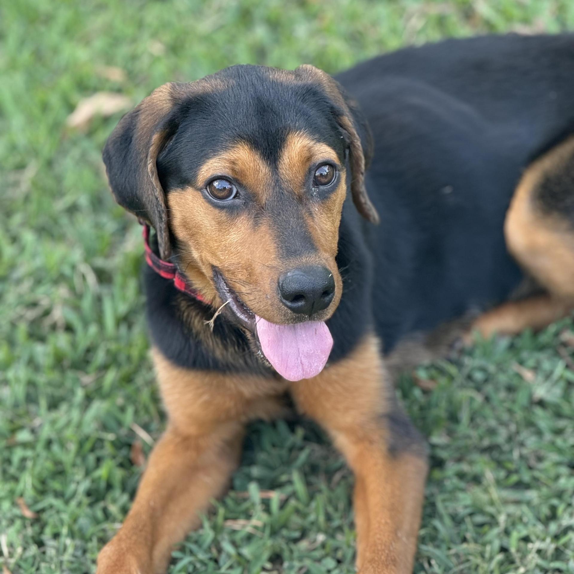 A young medium-sized female Black and Tan Coonhound dog named Nova for adoption in Queen City, TX