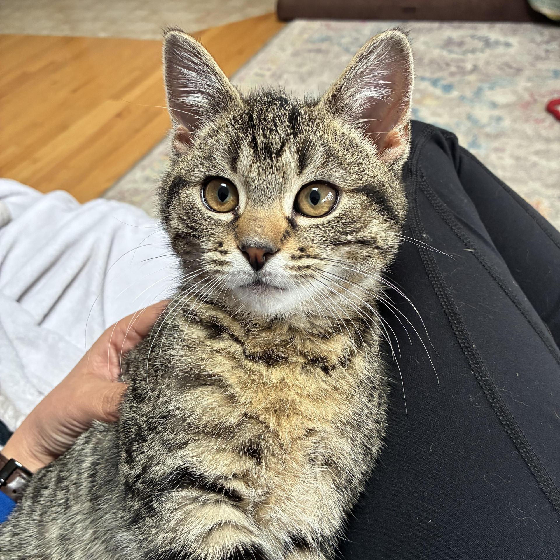 A baby medium-sized male Tabby (Brown / Chocolate) British Shorthair cat named Milo for adoption in Sewell, NJ