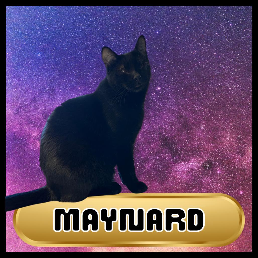 Maynard