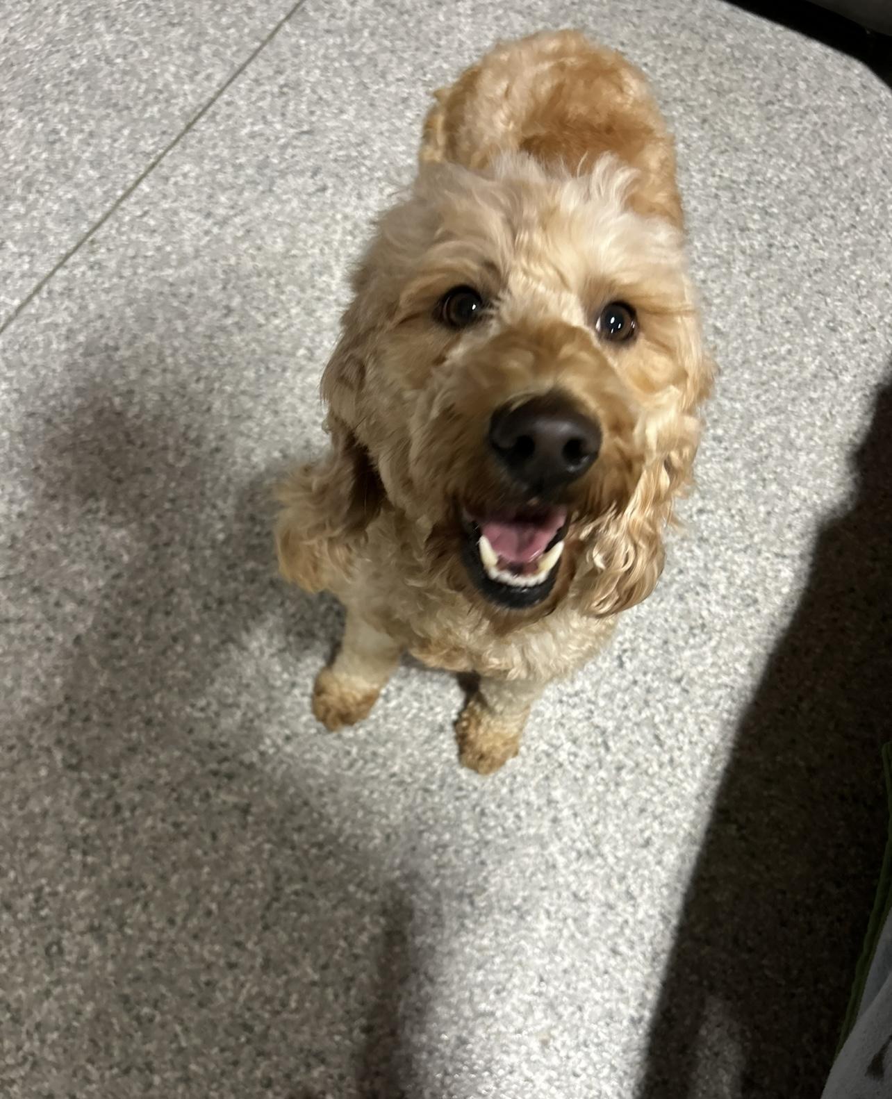An adult small-sized female Apricot / Beige Goldendoodle dog named Willow for adoption in Antwerp, OH