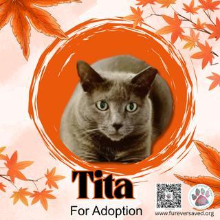 An adult medium-sized female Gray / Blue / Silver Domestic Short Hair cat named Tita for adoption in Miami, FL