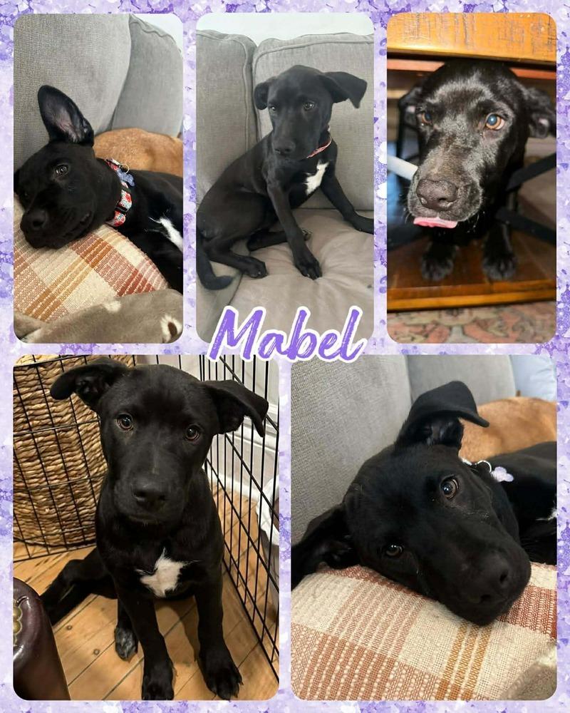 Mabel