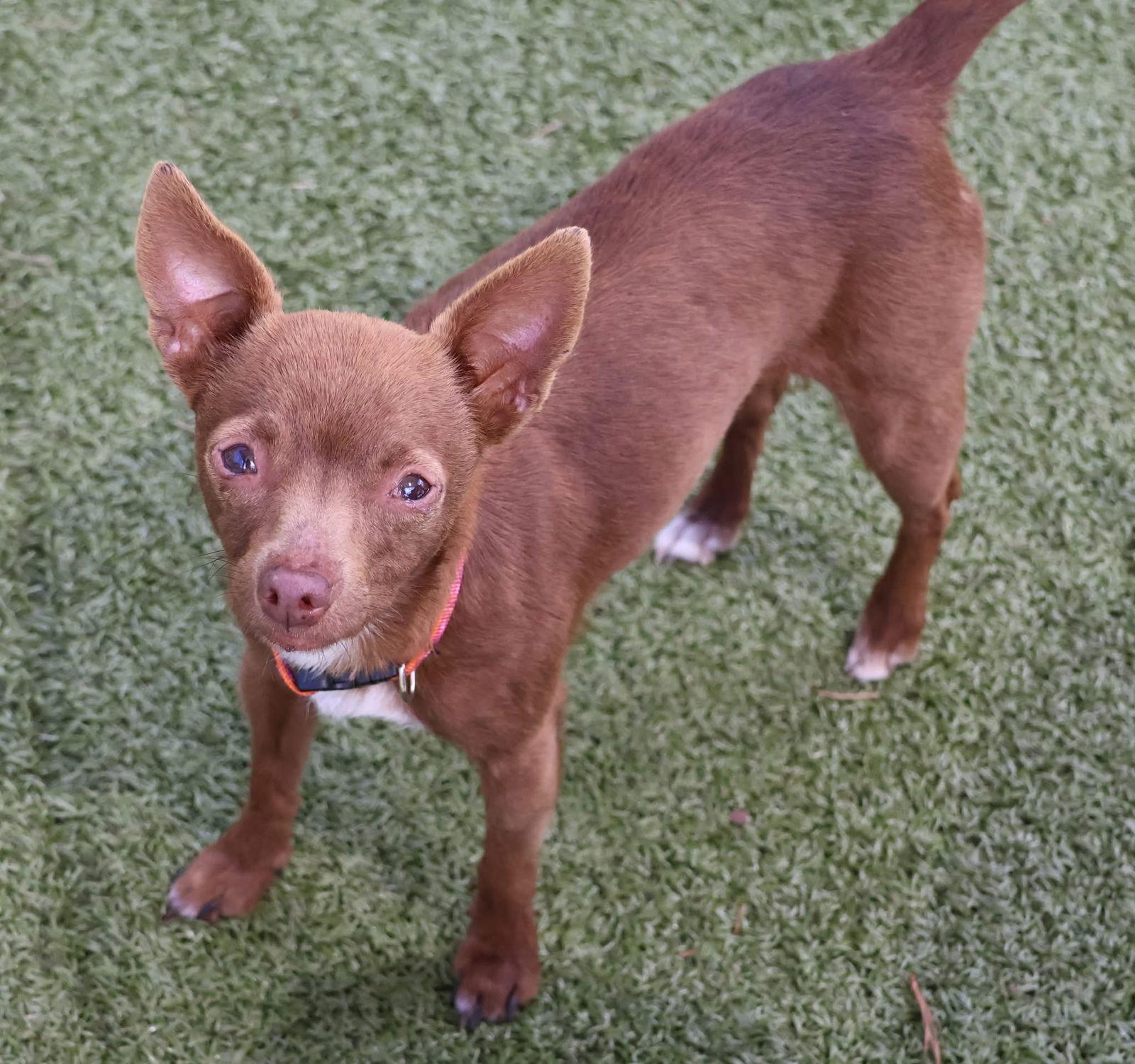 Skinny Minnie Athens