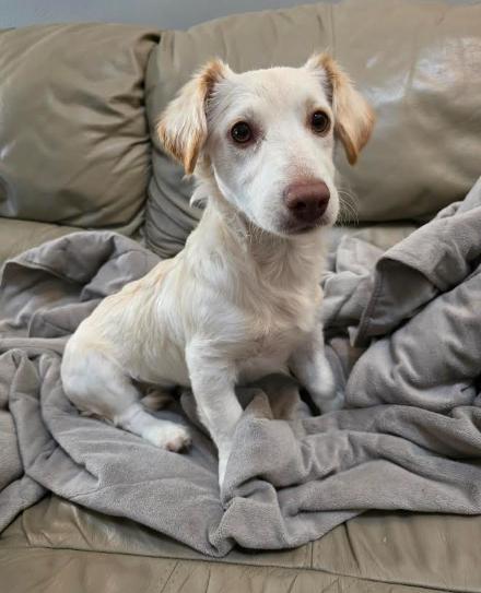 A young small-sized male Apricot / Beige Dachshund dog named Biscuit for adoption in Manvel, TX
