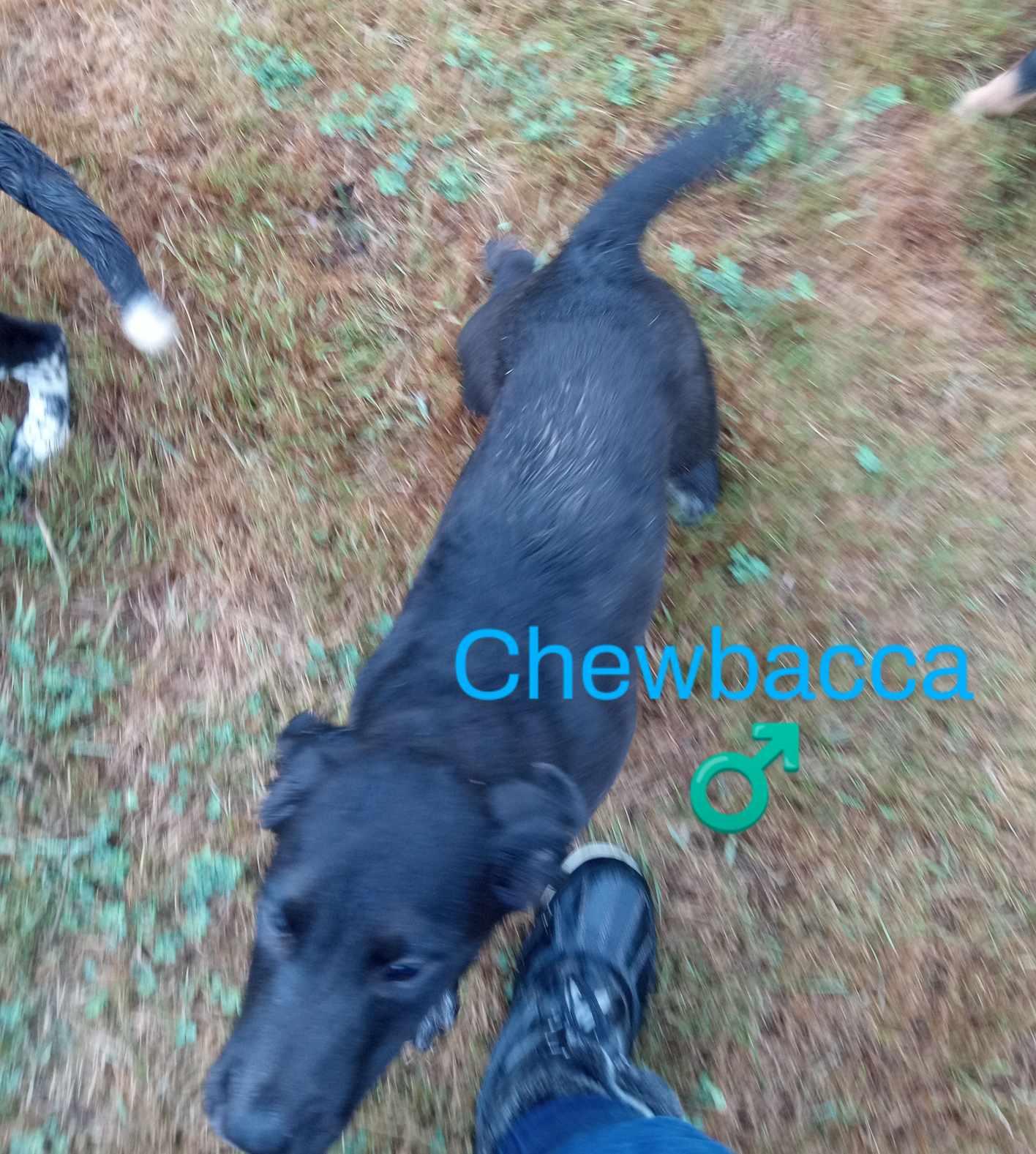Chewbacca