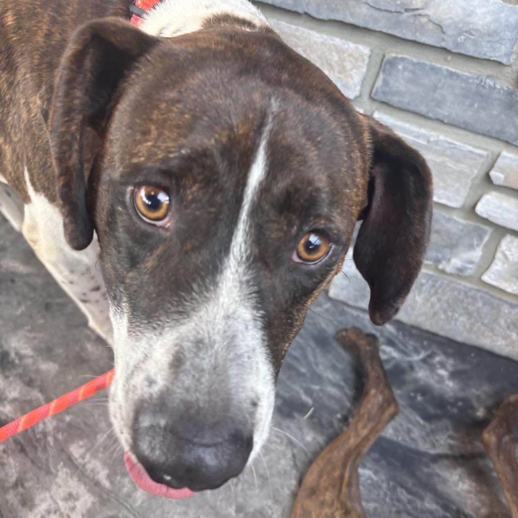 An adult large-sized male White / Cream Mixed Breed dog named Rico for adoption in Alabaster, AL
