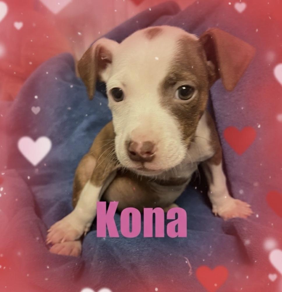 Kona