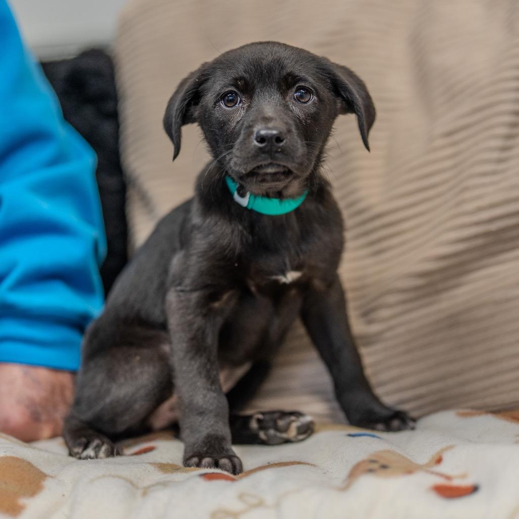 A baby medium-sized female Black Plott Hound dog named Briella for adoption in Pawling, NY