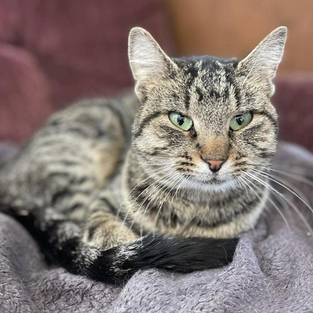 An adult small-sized female Brown / Chocolate Domestic Short Hair cat named Momma for adoption in Rochester, MN