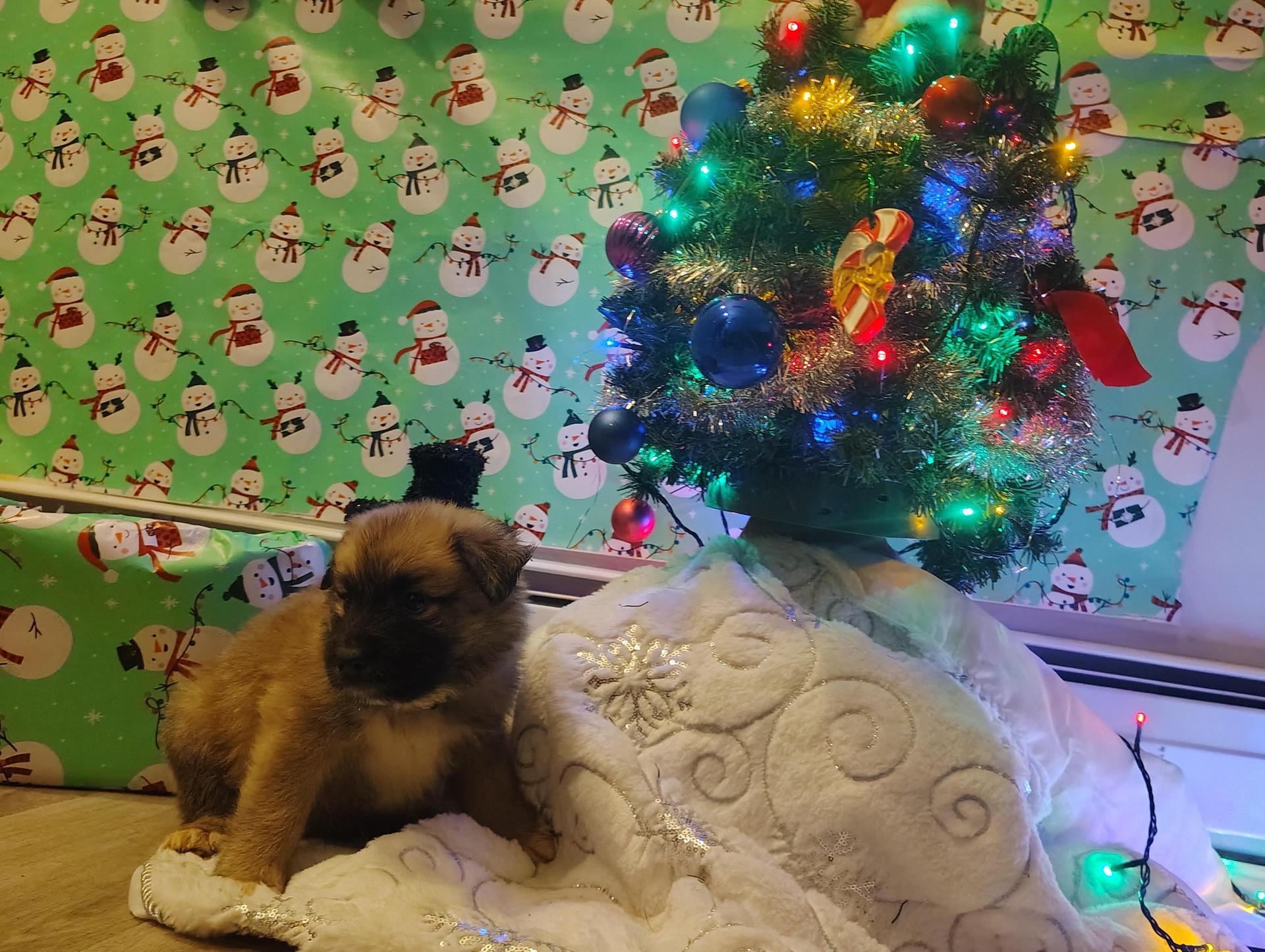 A baby medium-sized male German Shepherd Dog dog named Sleepy for adoption in Sumter, SC