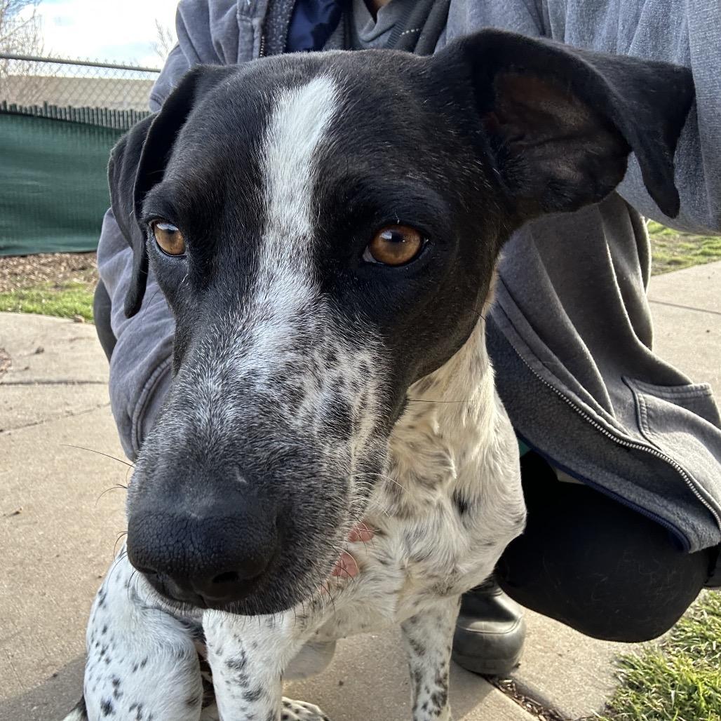 An adult medium-sized female Black Mixed Breed dog named Candy Cane Pretty for adoption in Flagstaff, AZ