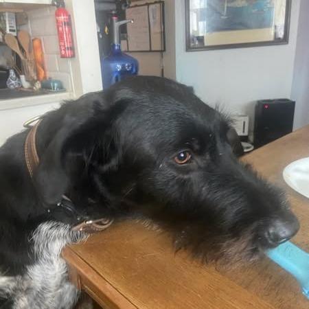 Juno Fayetteville Arkansas