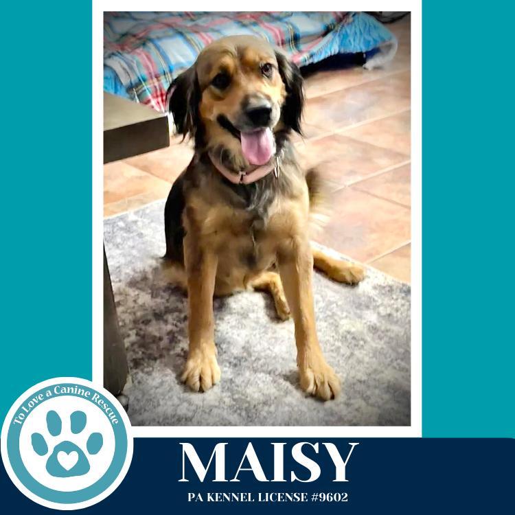 An adult medium-sized female Brown / Chocolate German Shepherd Dog dog named Maisy for adoption in Kimberton, PA