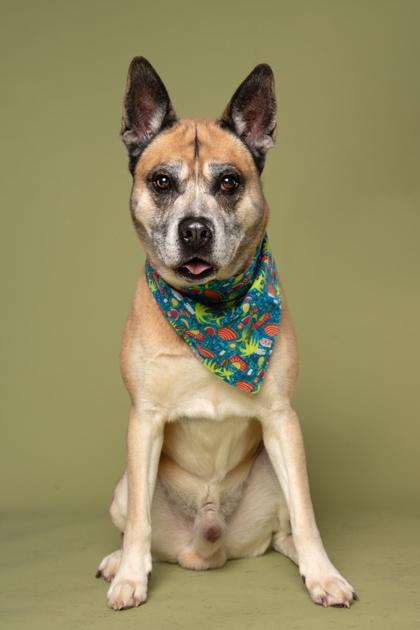 A senior large-sized male Mixed Breed dog named Kane for adoption in Atlanta, GA