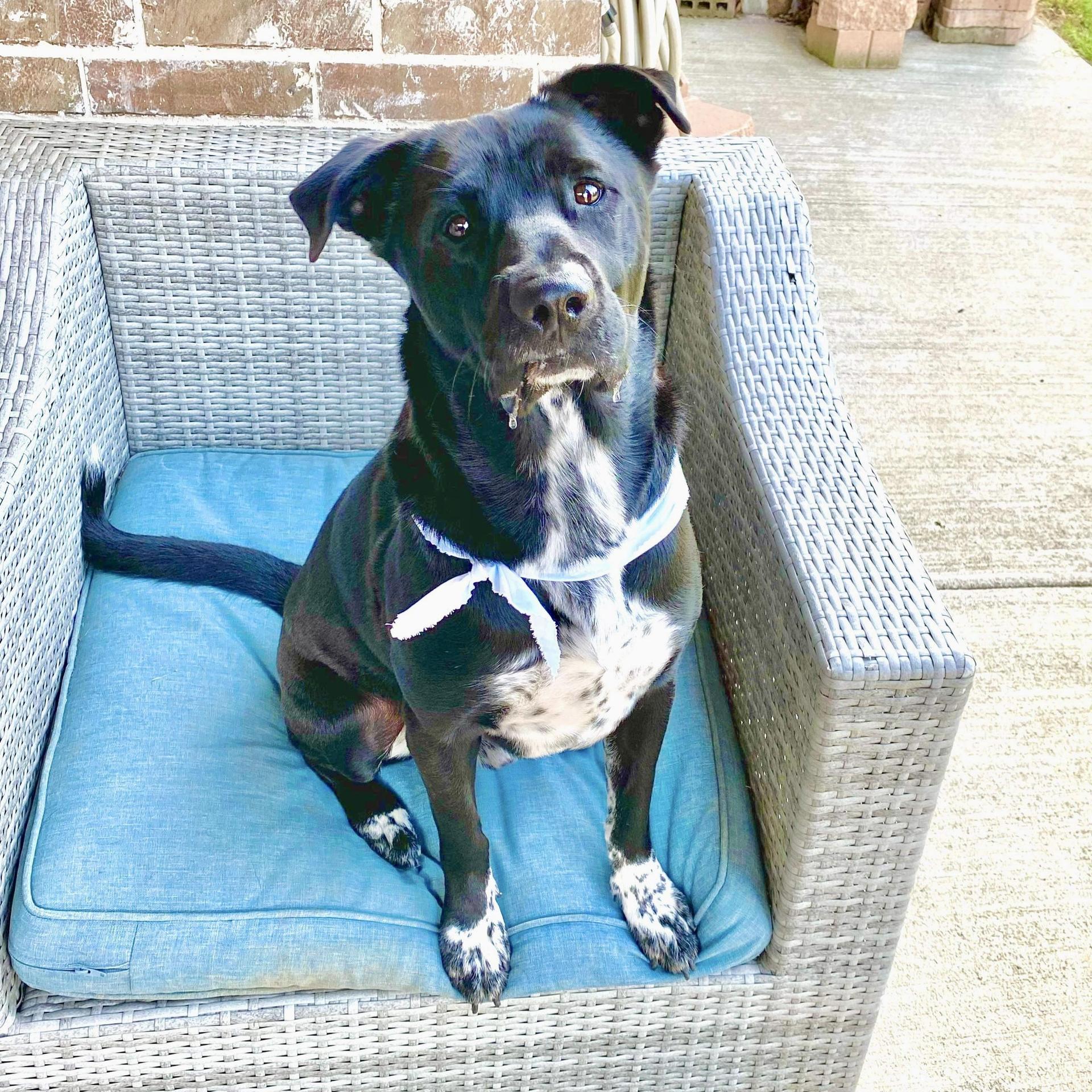 An adult medium-sized male Black Labrador Retriever dog named Tapper for adoption in Longview, TX