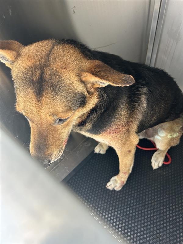 An adult large-sized male German Shepherd Dog dog named A for adoption in Austin, TX