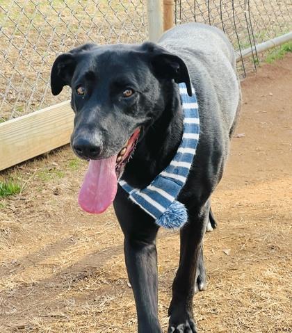 An adult large-sized male Labrador Retriever dog named Auggie $ for adoption in Seneca, SC