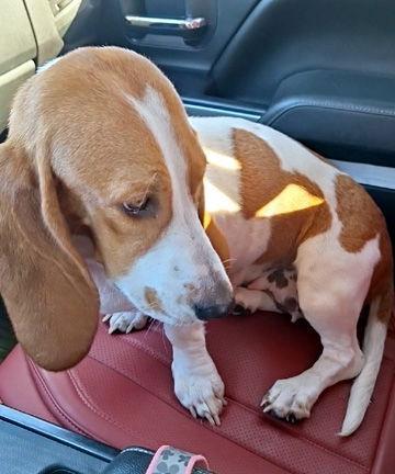 A young medium-sized female Basset Hound dog named Merry for adoption in Mays Landing, NJ