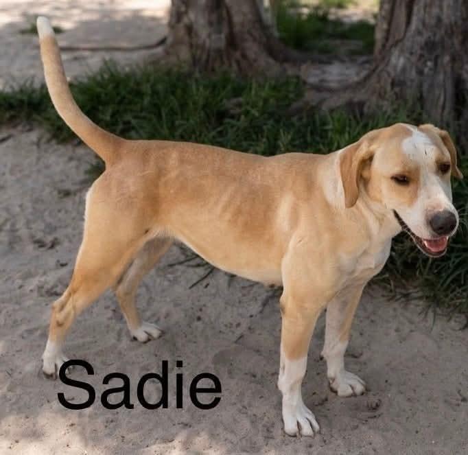 Sadie
