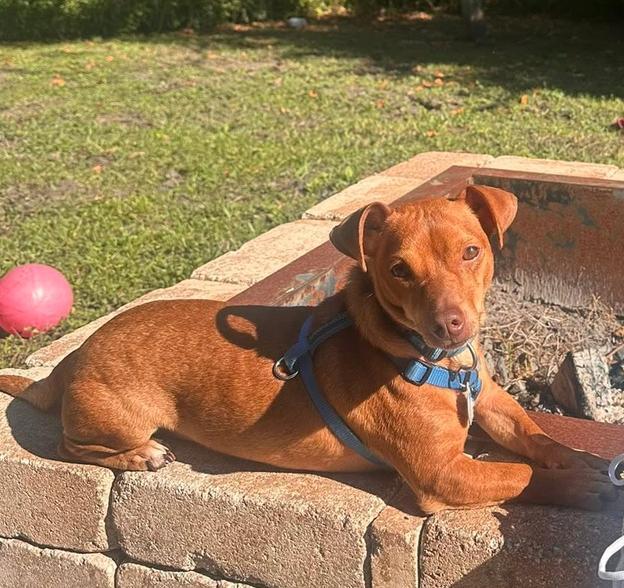 An adult small-sized male Dachshund dog named Rudy for adoption in Osteen, FL