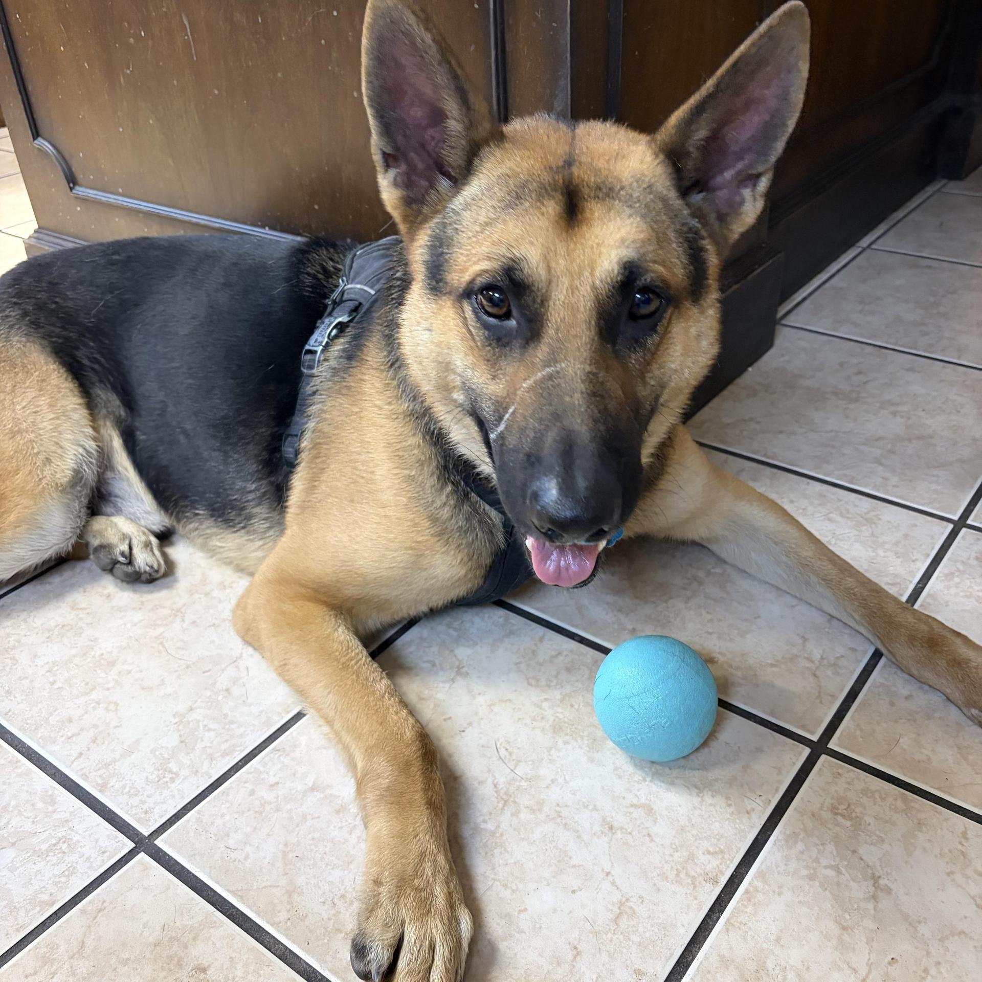 An adult large-sized male Brown / Chocolate German Shepherd Dog dog named Lucky Because You're Worth for adoption in Houston, TX