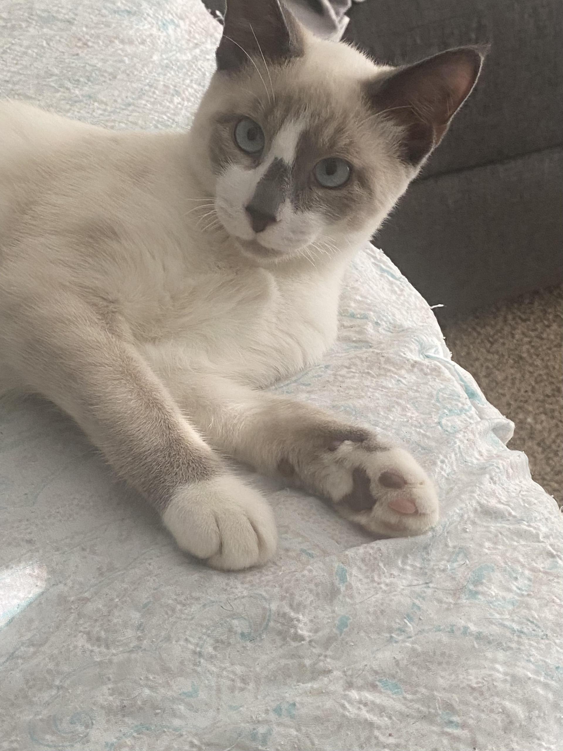 A young medium-sized male Cream / Ivory Snowshoe cat named Sanji for adoption in Humble, TX