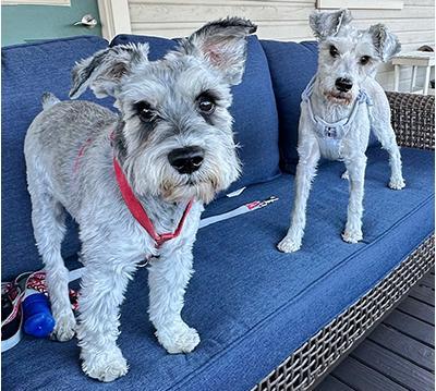 An adult small-sized male Gray / Blue / Silver Miniature Schnauzer dog named Buddy for adoption in Miamisburg, OH