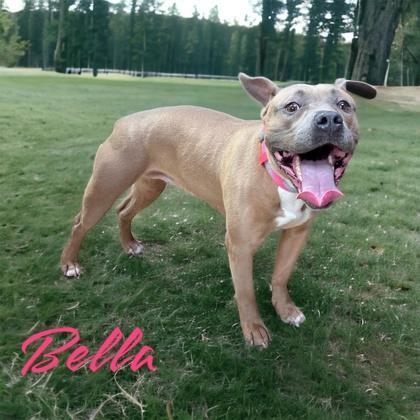 An adult medium-sized female Terrier dog named Bella Ann for adoption in Cumberland, MD