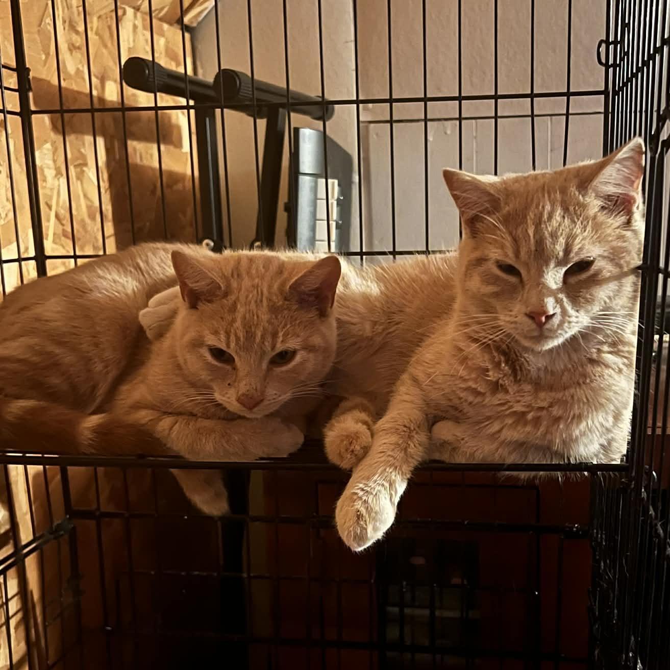 Carrot Cake& Cream Puff