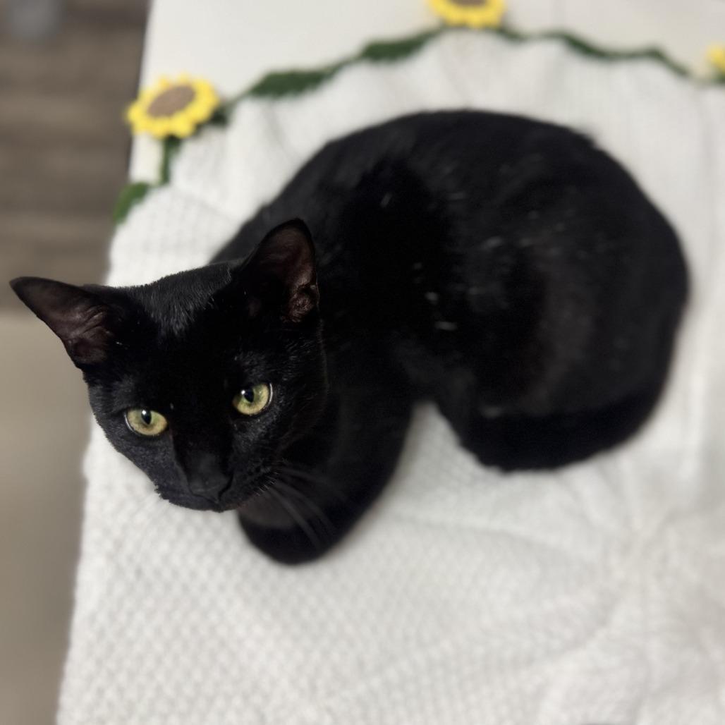 Honey Butter Biscuit