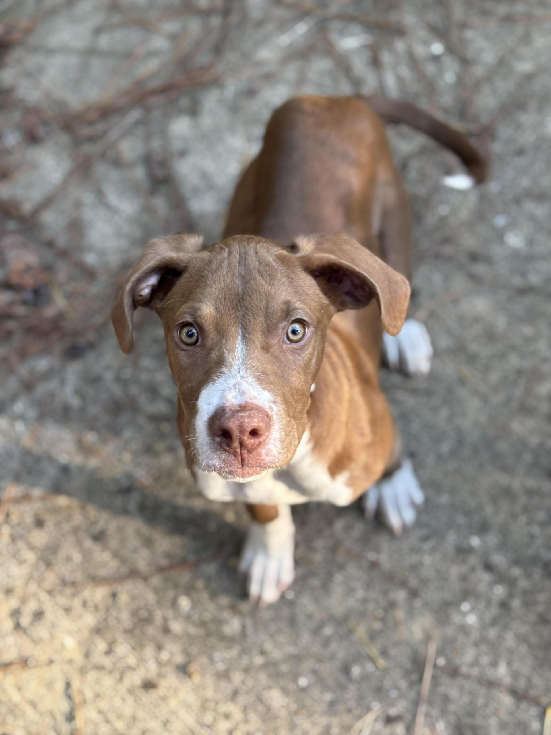 Waylon