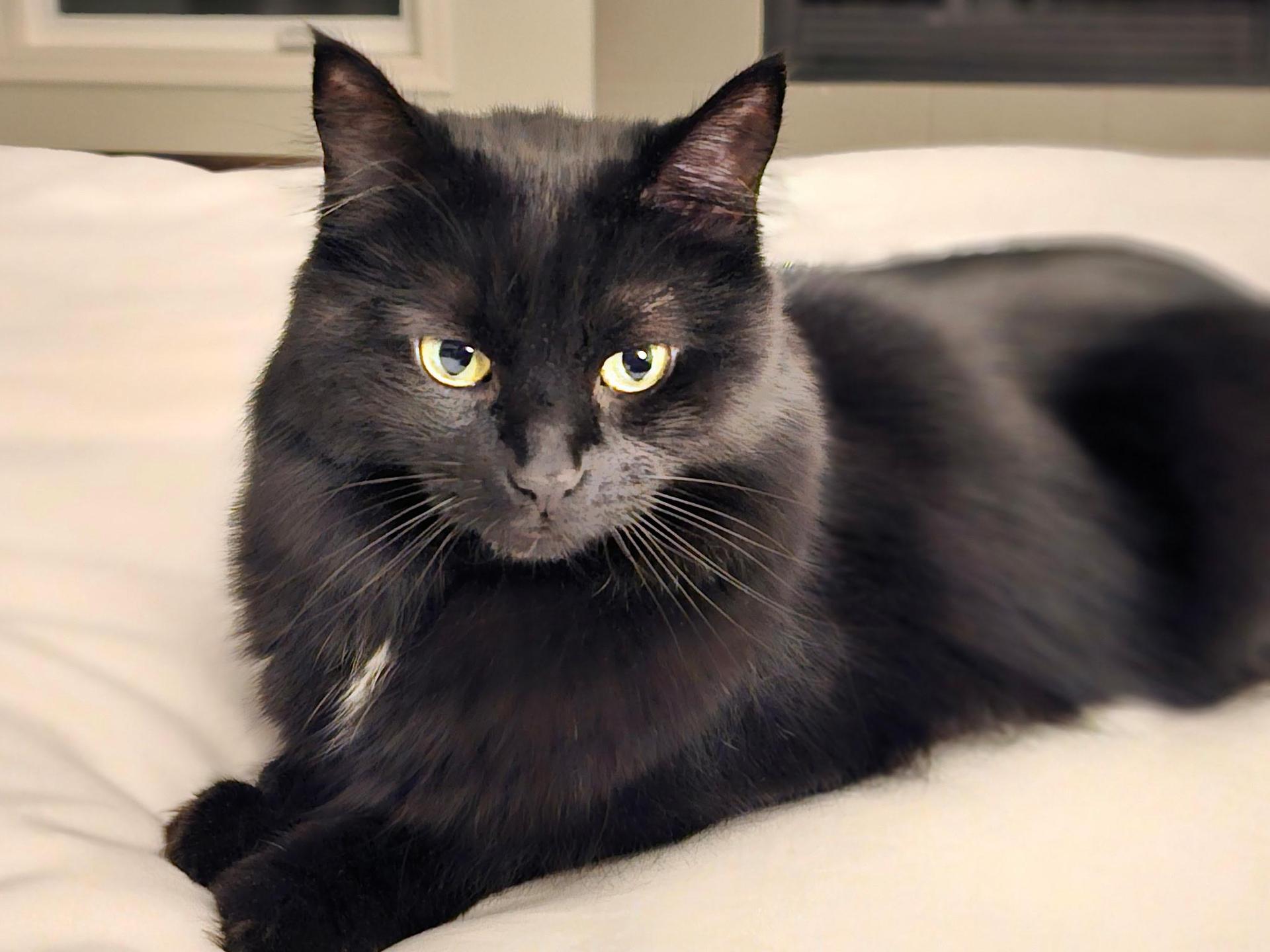 An adult medium-sized female Black Domestic Medium Hair cat named Blackie for adoption in Arlington, WA