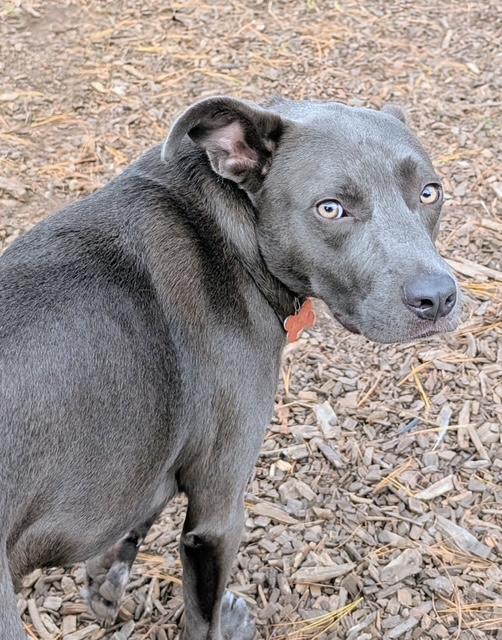 A young medium-sized male Gray / Blue / Silver Weimaraner dog named Ben for adoption in Brookeville, MD