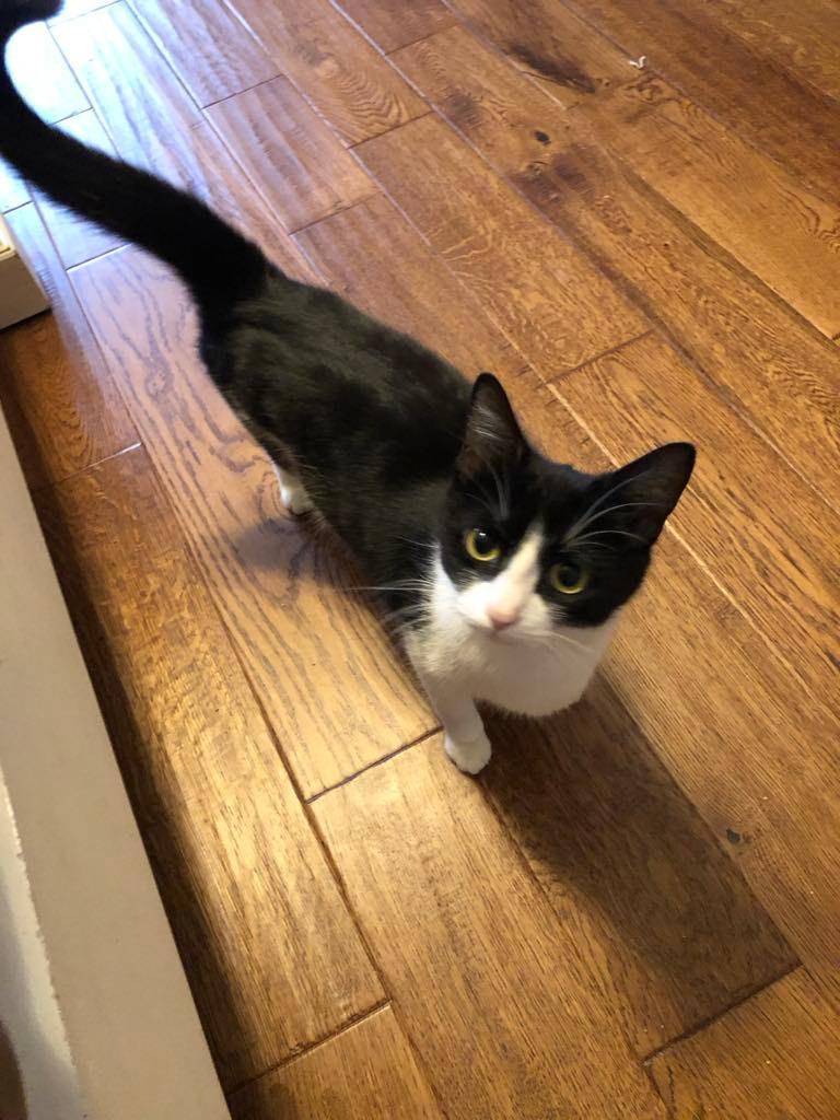 An adult medium-sized female Black & White / Tuxedo Domestic Short Hair cat named Mave Bonded With Shiloh for adoption in Huntsville, AL