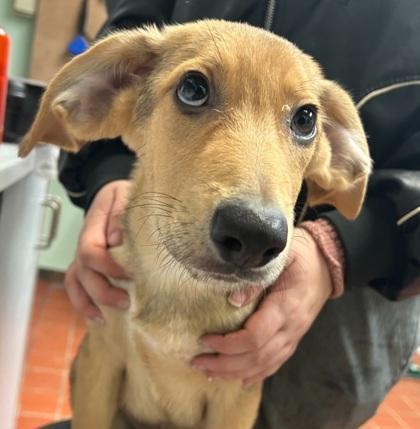 A baby medium-sized male Hound dog named Turbo for adoption in East Brookfield, MA