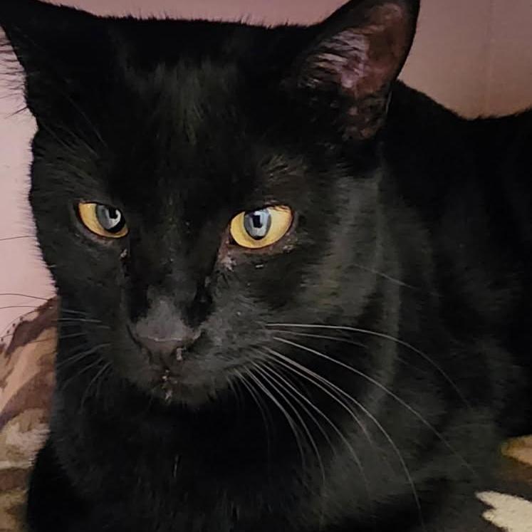 An adult medium-sized female Black Domestic Short Hair cat named Midnight for adoption in Conroe, TX
