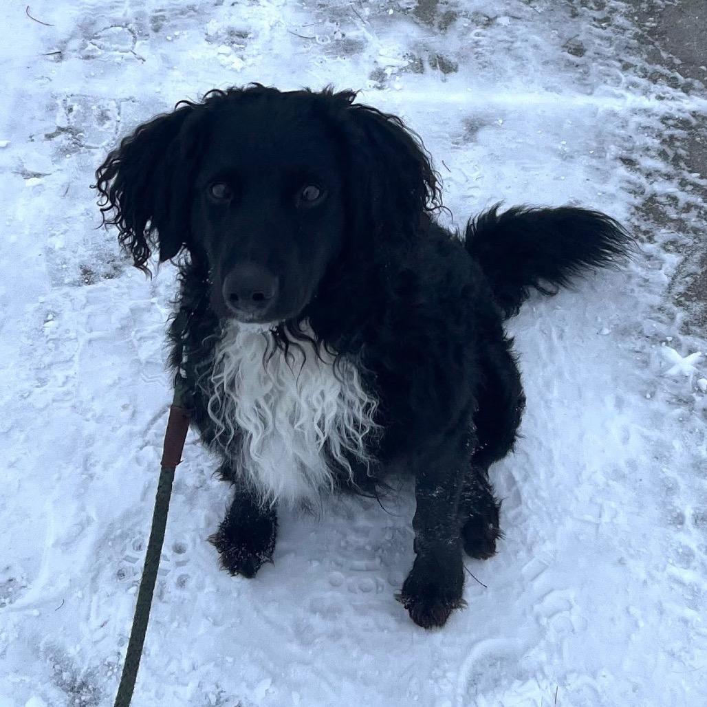 An adult medium-sized male Black Spaniel dog named Ping Pong for adoption in Fargo, ND