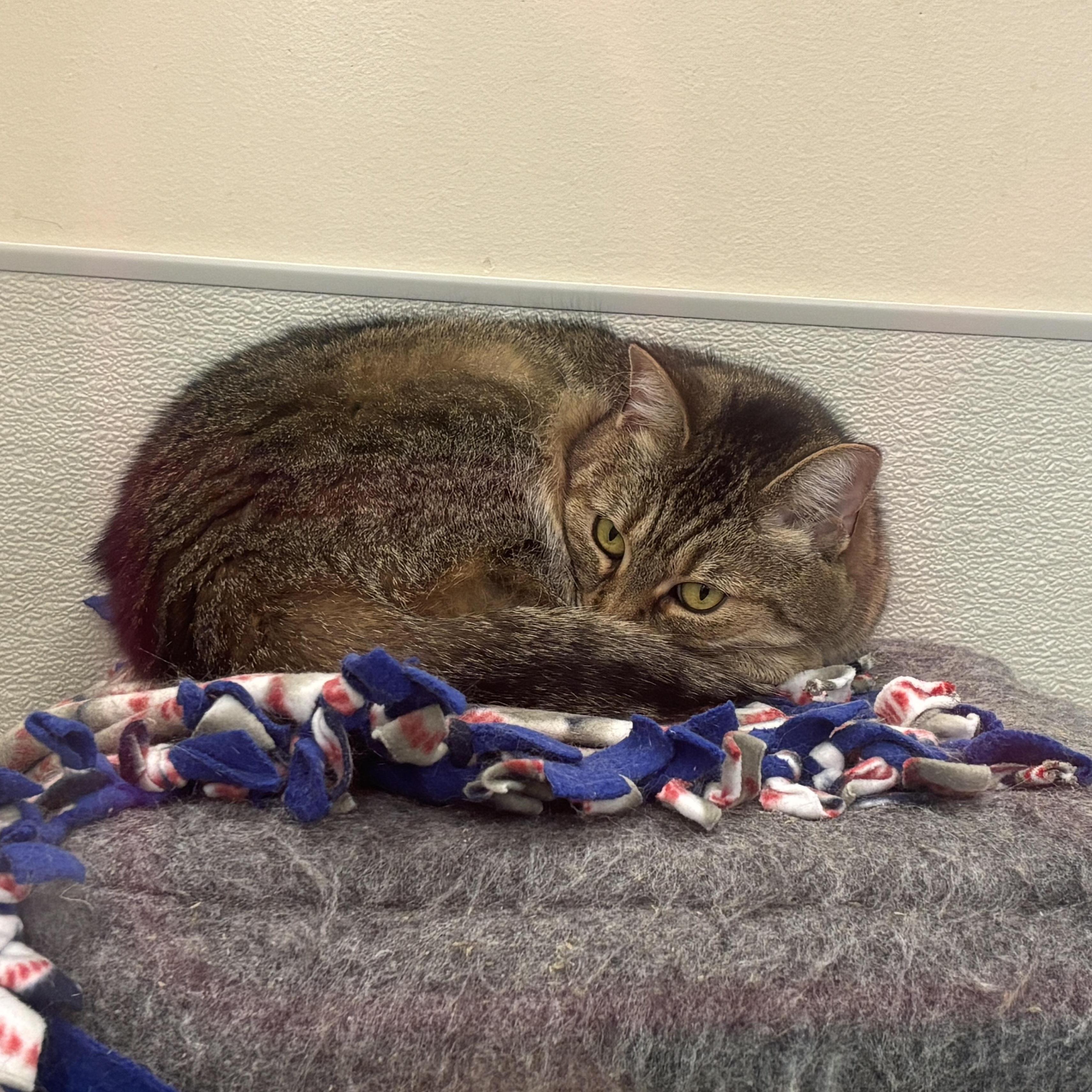 Stringbean @ Woodhaven Pet