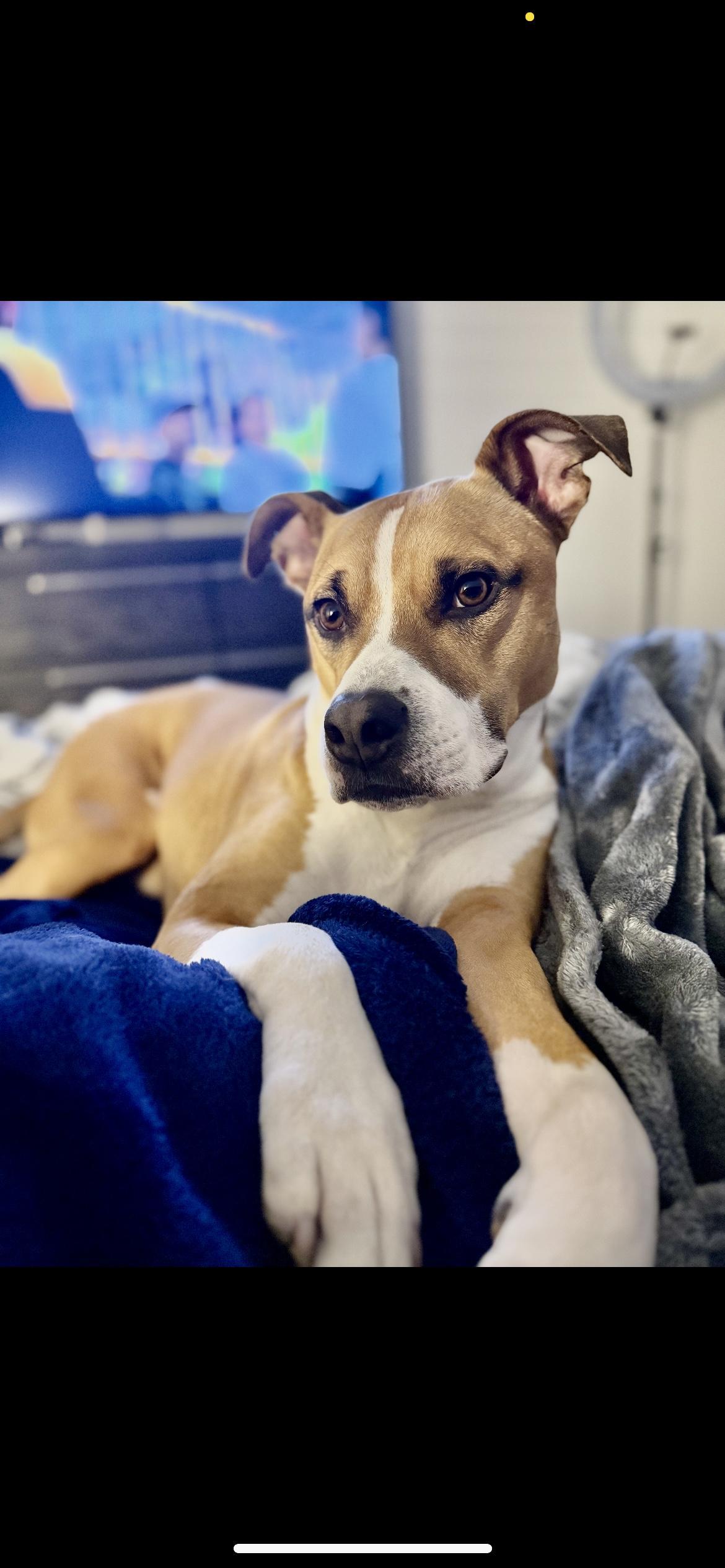 An adult medium-sized male Mixed Breed dog named George for adoption in Richmond, TX