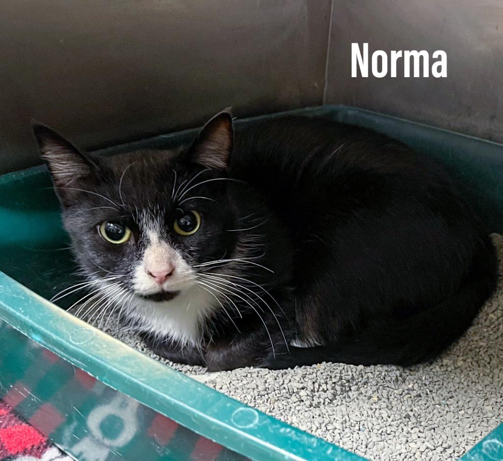 Norma